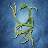 Picket Bowtruckle Pin