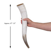 Oversized Drinking Horn is over a foot long