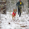 Ruffwear Vert Jacket