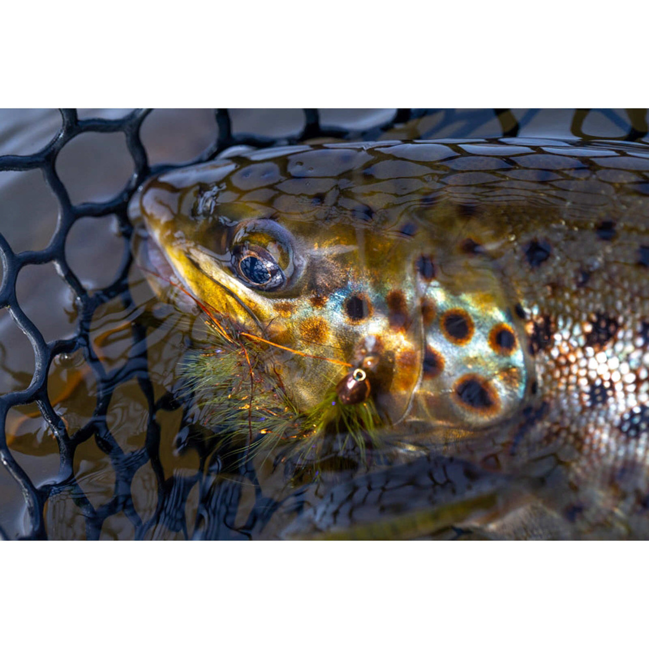 Brown trout in a net caught on a Scott Session fly rod