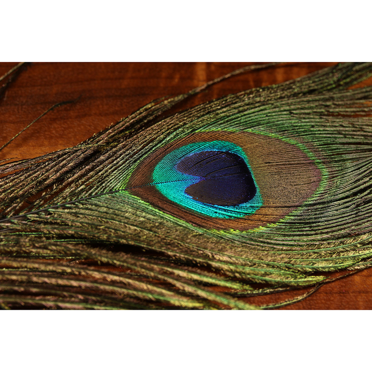 Spirit River UV2 Peacock Eyes