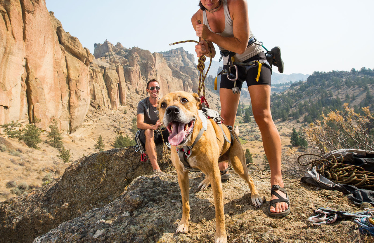 Ruffwear DoubleBack Safety Belay Dog Harness Climbing Harness
