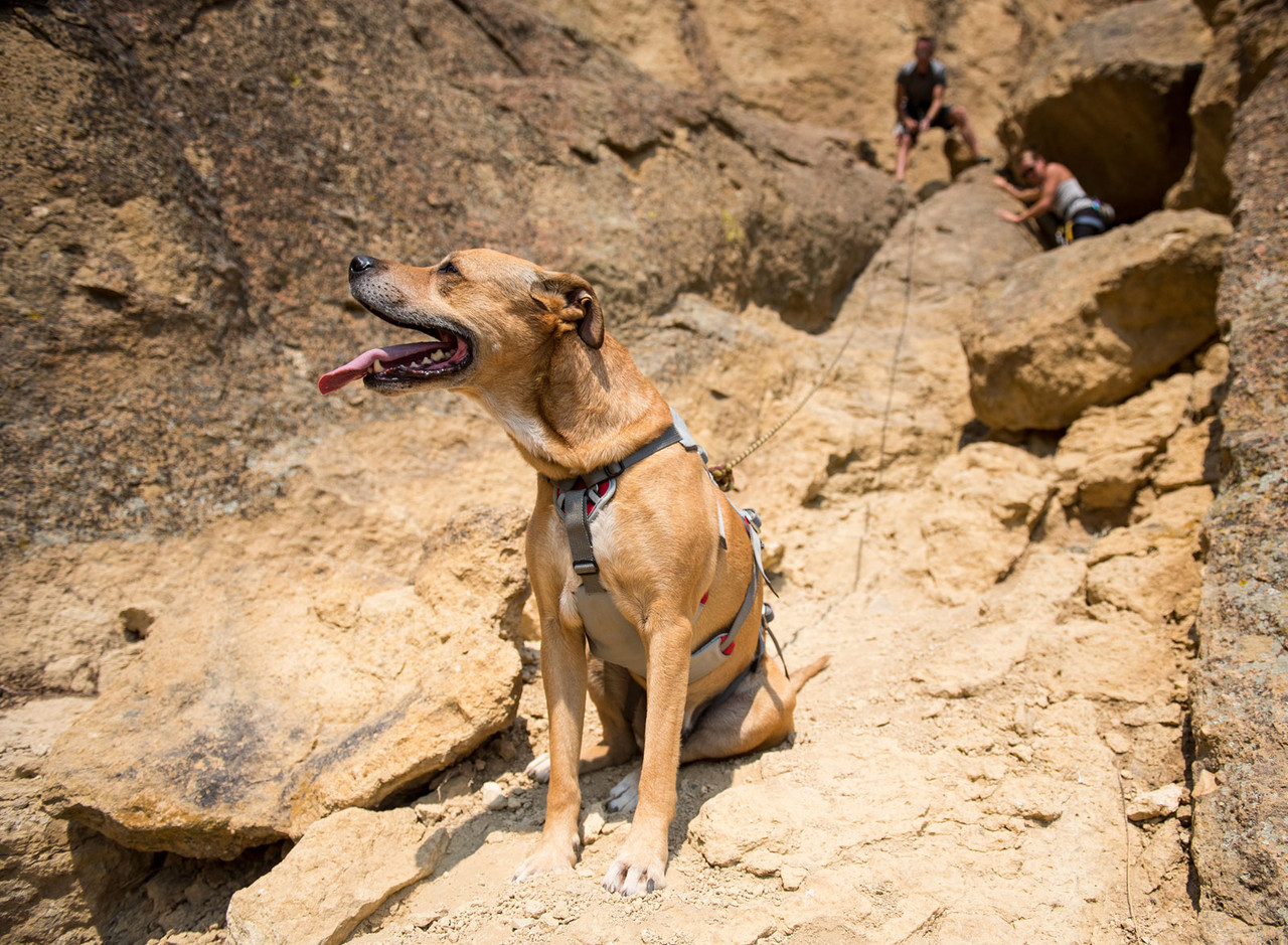 Ruffwear DoubleBack Safety Belay Dog Harness Climbing Harness