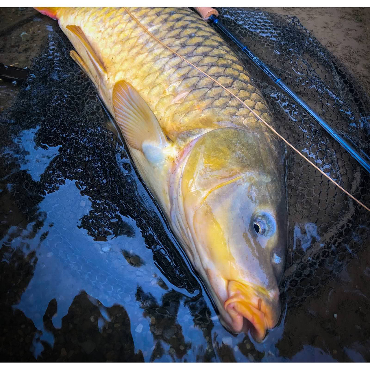 Carp in a landing net beside a Scott Wave fly rod
