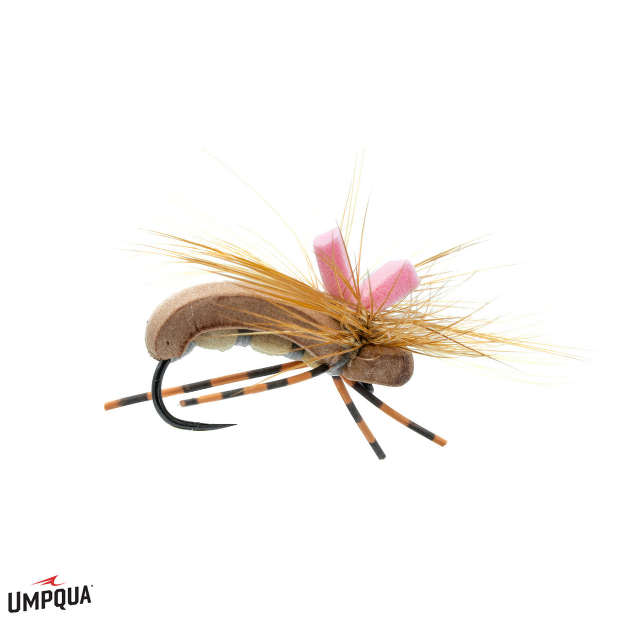 Seed Beetle Feller Fly | Brown Seed Beetle Feller Fly | Brown