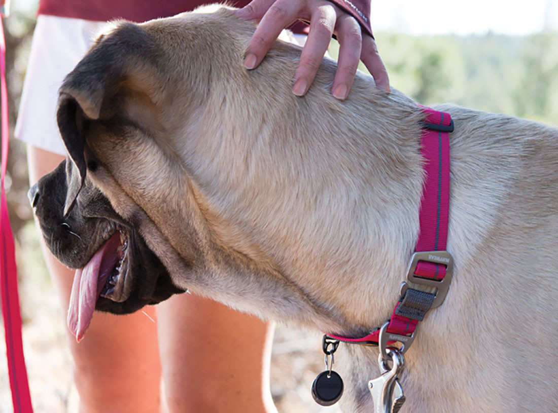 Ruffwear Roamer Leash & Crag Collar Combo