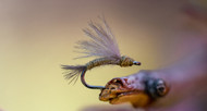 How to tie the CDC BWO Emerger - Tying Tuesday June 22nd 2021