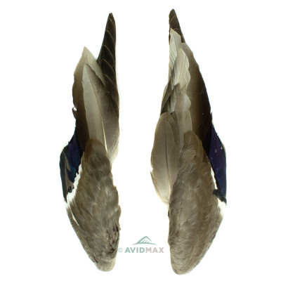 Wapsi Natural Mallard Duck Wings Wapsi Natural Mallard Duck Wings