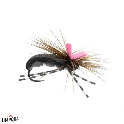 Seed Beetle Feller Fly | Black Seed Beetle Feller Fly | Black