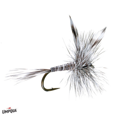 Mosquito Fly