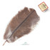 Wapsi Ostrich Plumes