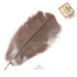 Wapsi Ostrich Plumes Brown