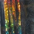 Hareline Bling Rabbit Strips Black with Holo Rainbow Accent