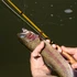 Rainbow trout landed on a Redington EDC fly rod