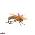 Seed Beetle Feller Fly Brown