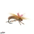 Seed Beetle Feller Fly Brown 12