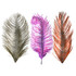 MFC Barred Ostrich Plume