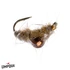 Umpqua Scud Bomb Fly - Olive
