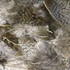 Hareline Premium Hungarian Partridge Feathers