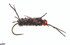 Rubberlegs Fly Jig Coffee/Black