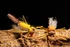 Horner's Dump Truck Fly Brown/Tan