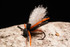 Fat Head Cicada Fly Tying Bundle