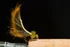 Radiant Mayer's Mini Leech Fly Tying Bundle
