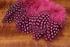 Hareline Strung Guinea Feathers Hot Pink