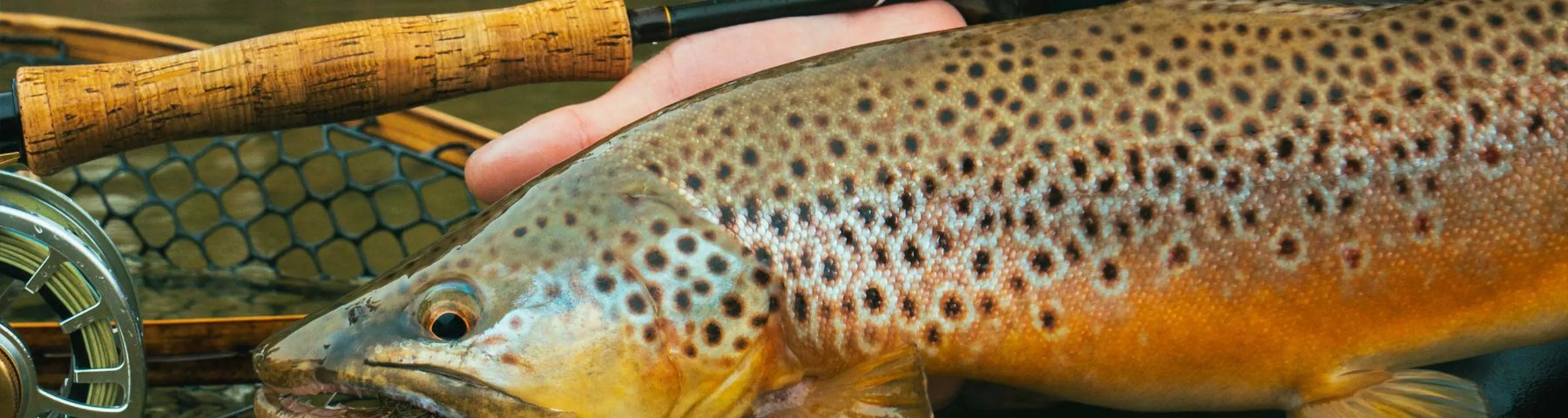 Temple Fork Outfitters at AvidMax
