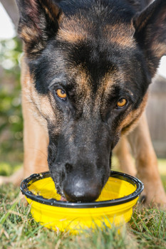 Collapsible Travel bowl