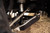 Ford Bronco Front Lower Control Arm Skid Plate - DV8 Offroad SPBR-02