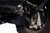 Toyota Tundra & Sequoia Front Lower Control Arm Skid Plates - DV8 Offroad SPT2-01
