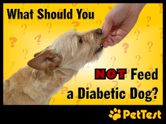 What Should You Not Feed a Diabetic Dog?