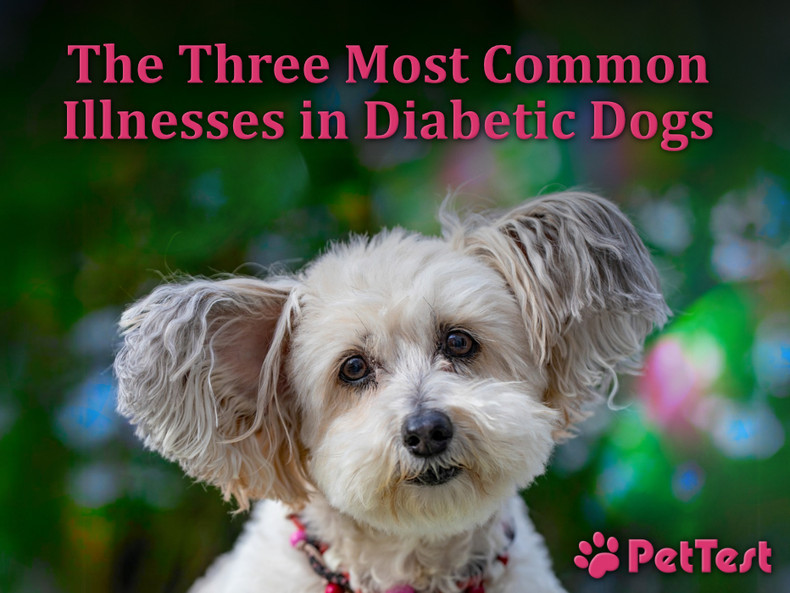 The Three Most Common Illnesses in Diabetic Dogs