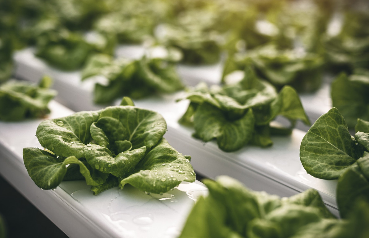 Choosing the Best Media for a Successful Hydroponic System