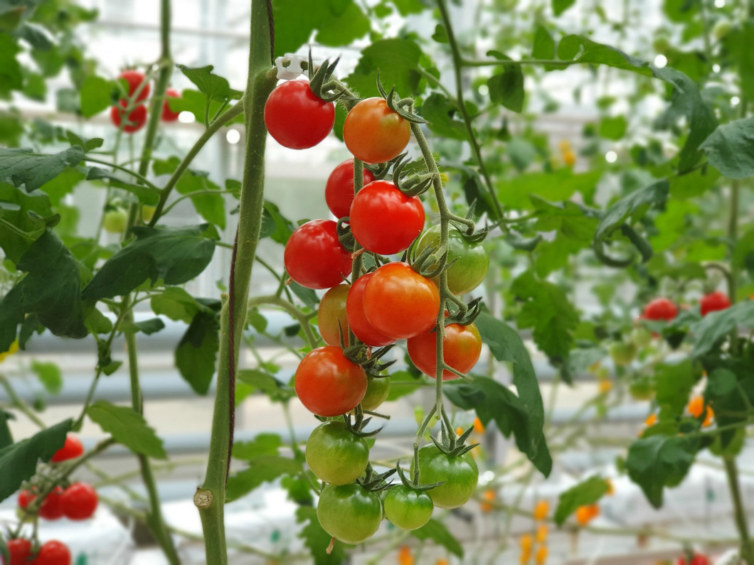 Comparing High Intensity Discharge and LED Grow Lights for Tomatoes