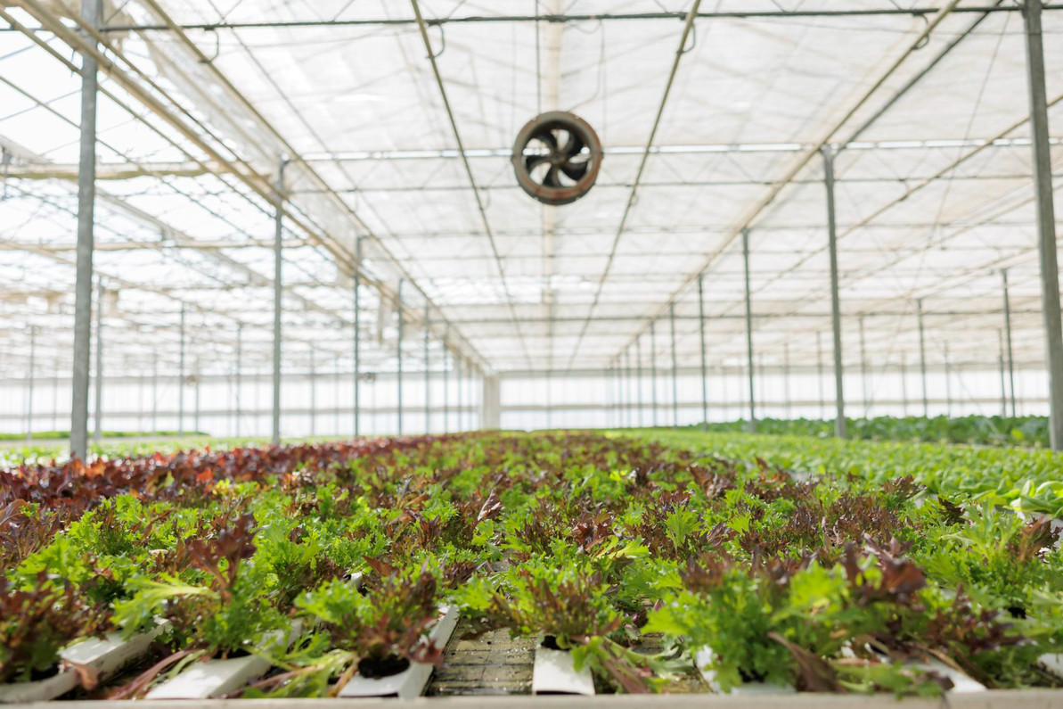 Optimizing Your Grow Space with the Right Grow Tents