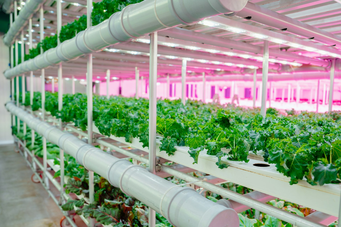 Fluorescent Lighting Ideas for Veggie Starts at Home