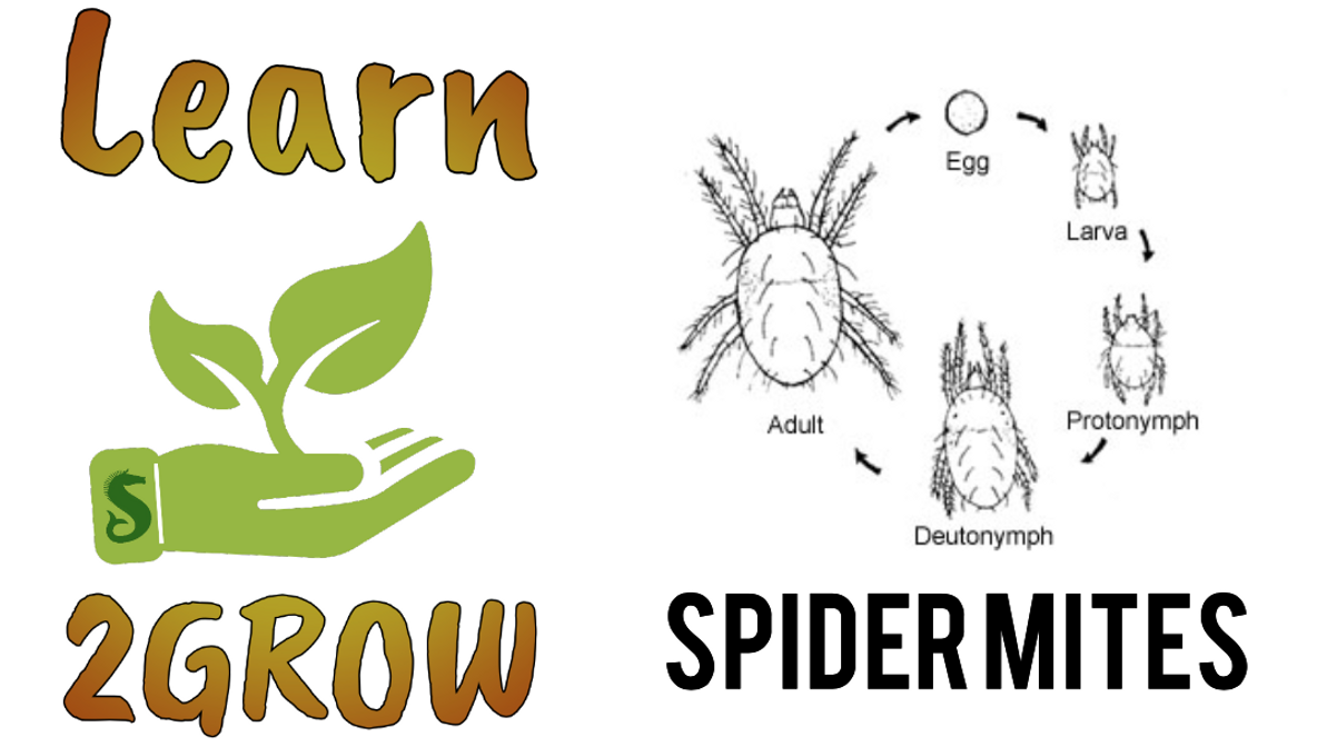 Learn 2GROW Series: Integrated Pest Management 201, Topic: Spider Mites