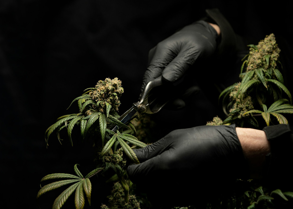 How Additives Can Boost Your Hydroponic Cannabis Yield