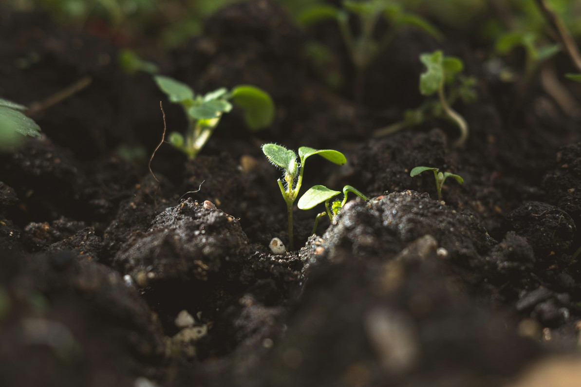 How to Boost Seedling Growth With Spring Lighting Accessories