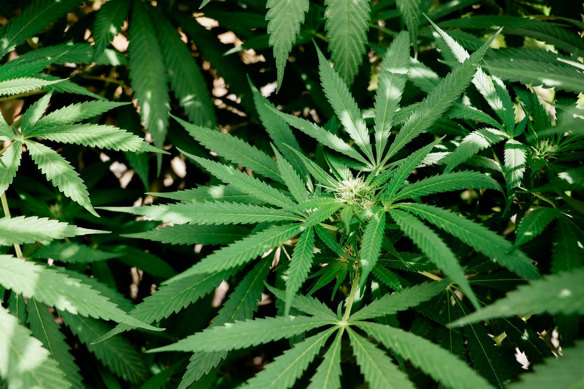 Maximizing Efficiency with Multi-Chamber Grow Tents