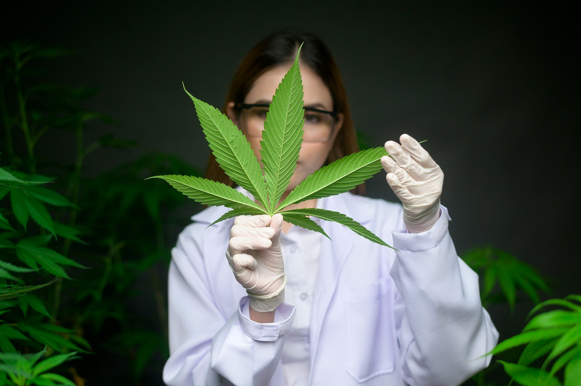 Step-by-Step Guide to Cannabis Plant Propagation