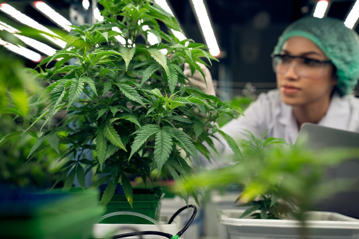 How to Design an Efficient Climate Control System for Your Grow Room