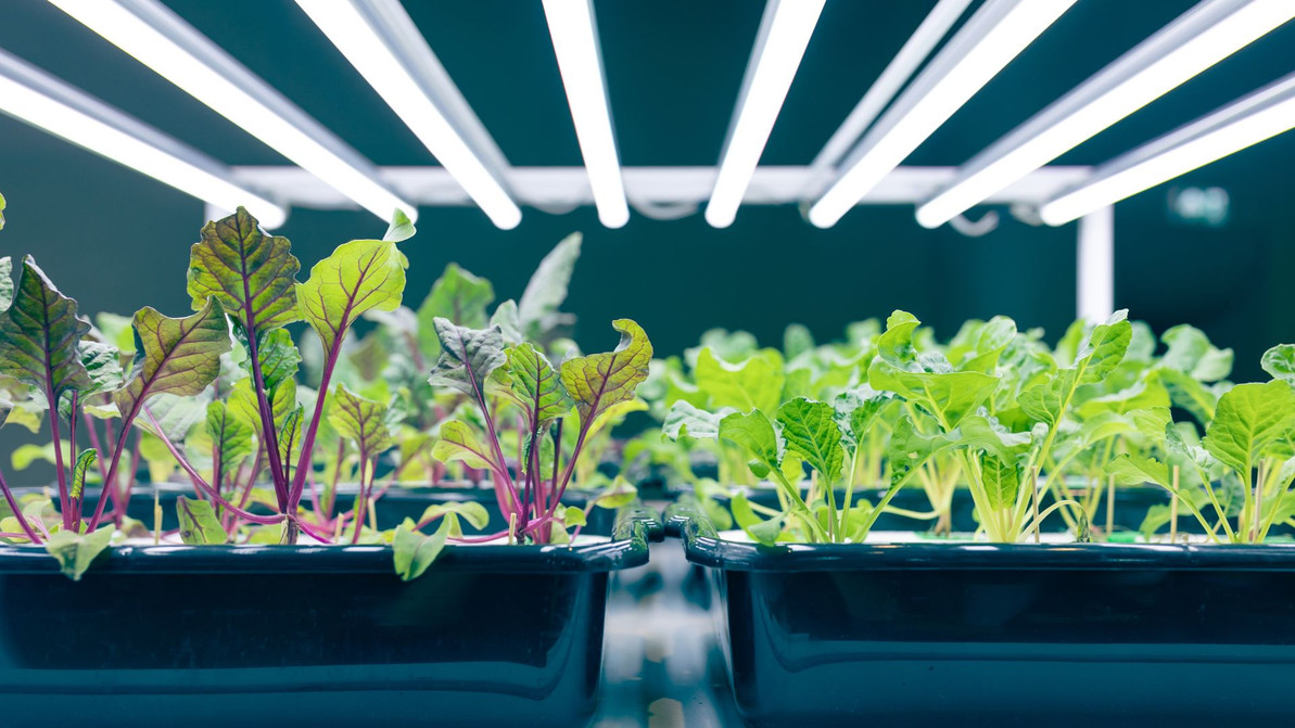 3 Myths and Misconceptions About Grow Lights