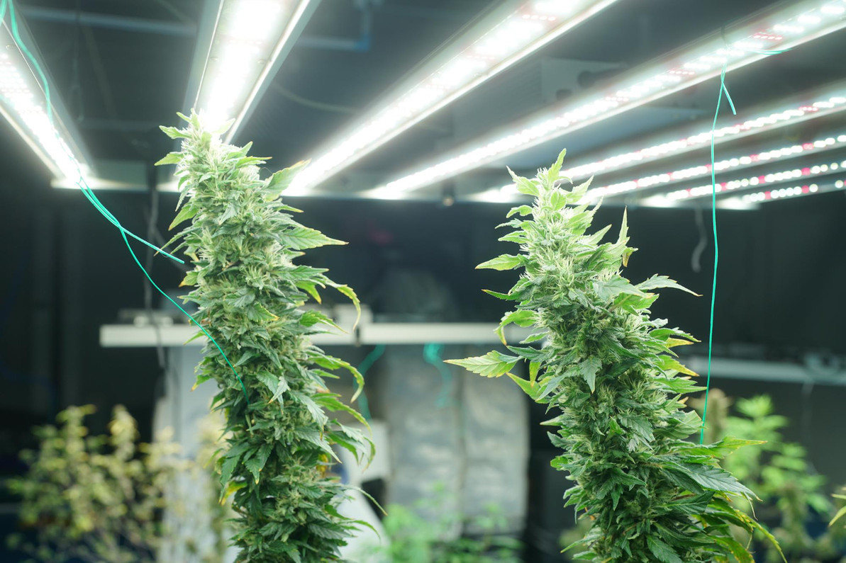 Troubleshooting Lighting Accessories When Plants Stop Growing