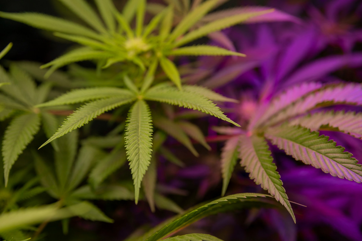 Effective Propagation Methods for Different Cannabis Strains Effective Propagation Methods for Different Cannabis Strains