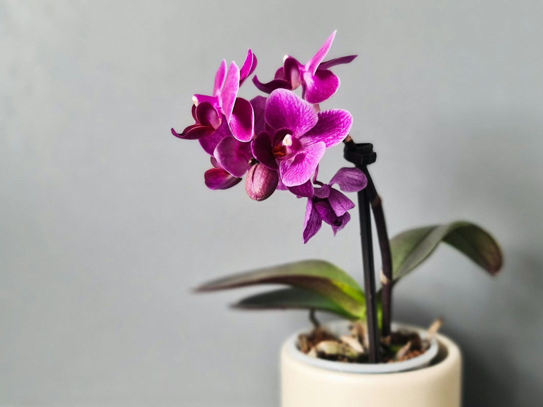 Choosing Tools of the Trade for Indoor Flowering Plants