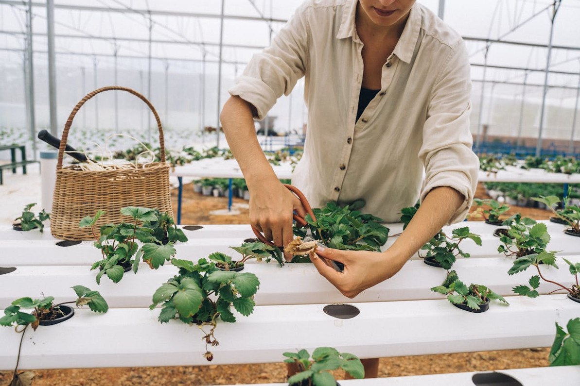 The Role of Additives in Addressing Plant Stress