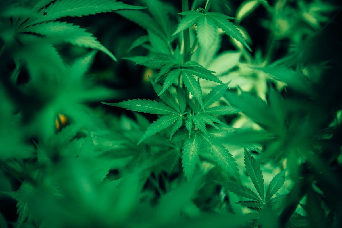 Common Nutrient Deficiencies in Hydroponic Cannabis Plants